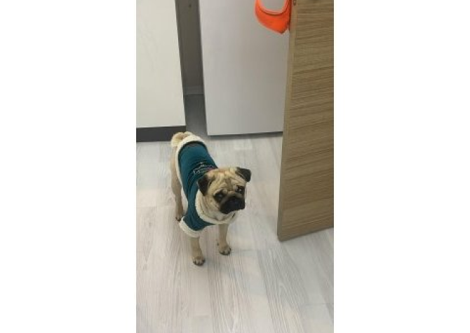 Pug yavru